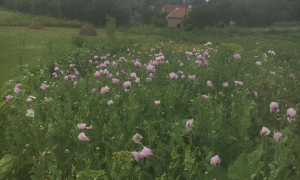 Фото поліції Львівської області