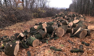 На Харківщині затримали угруповання, яке займалось незаконною вирубкою дерев