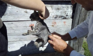 Фото: Головне управління Держпродспоживслужби у Львівській області