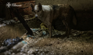 Фото: ДСНС Львівщини